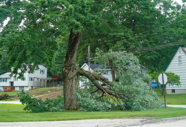 How Our Tree Care Process Works  in  New Port Richey East, FL